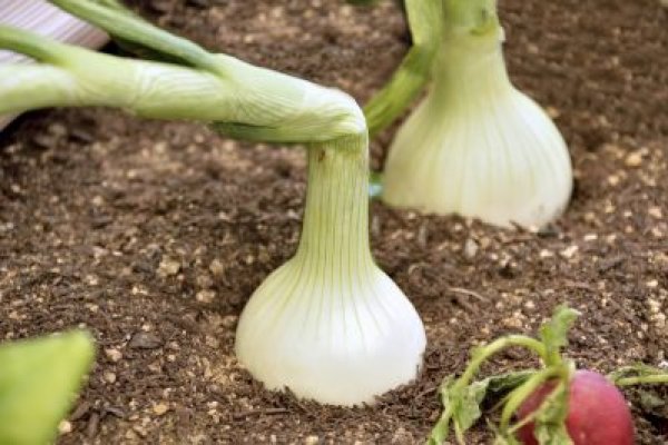 Лучшие практики кракен онлайн